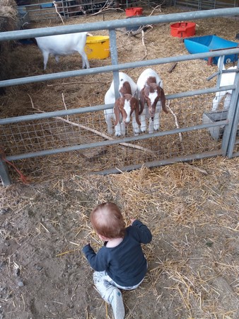 Honeysuckle Farm Hornsea